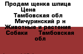 Продам щенка шпица › Цена ­ 17 000 - Тамбовская обл., Мичуринский р-н Животные и растения » Собаки   . Тамбовская обл.